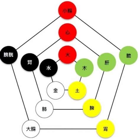 金木水火土 心肝脾肺腎|保健知識｜中醫五行學說，對應人體器官